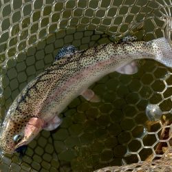 みんな釣るなあ 大安トラウトレイク